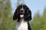 SPRINGER SPANIEL 009